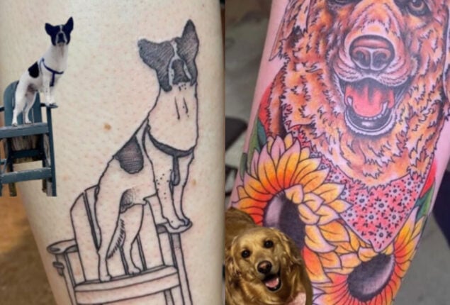 Pet company gives $150 for puppy tattoos 