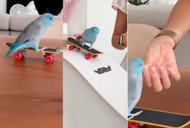 Watch: Pet parrots skate on a ramp video goes viral