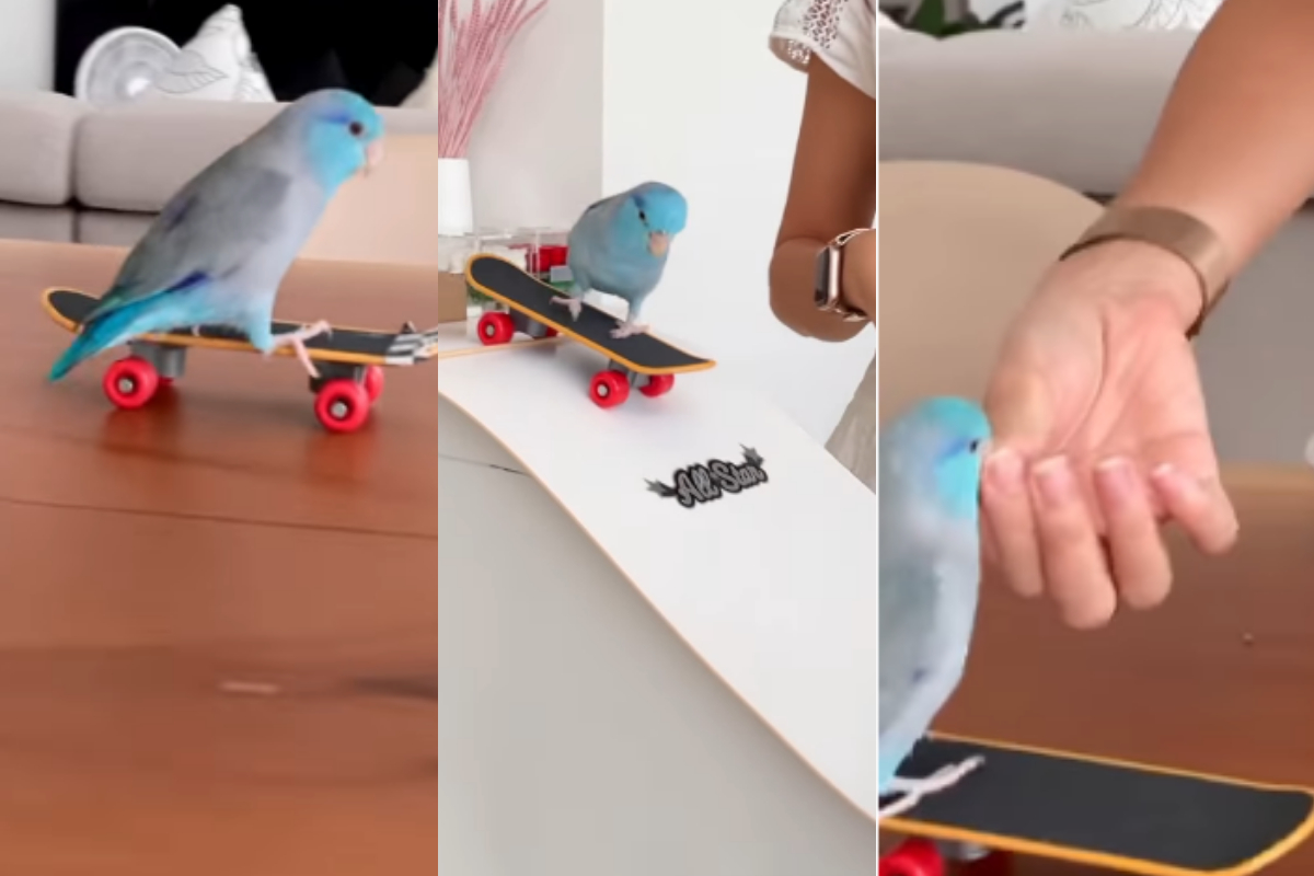Pet parrots skate