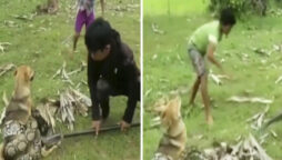 Watch: Three young boys battle snake to save their dog