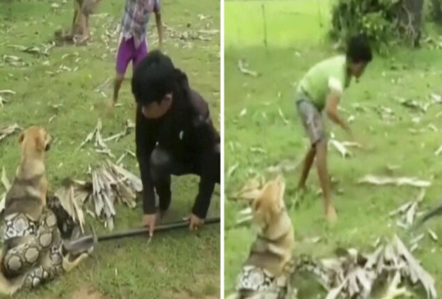 Watch: Three young boys battle snake to save their dog