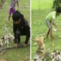 Watch: Three young boys battle snake to save their dog