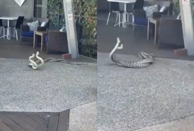 Watch Naag-Naagin ka pyar: Two snakes mating goes viral