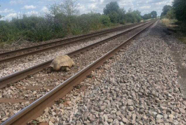 Watch: 110-pound tortoise interrupts railway service