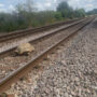 Watch: 110-pound tortoise interrupts railway service