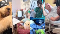 Goldendoodle hospital