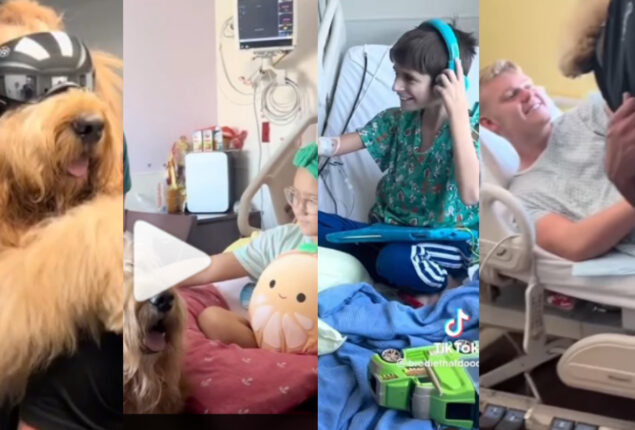 Goldendoodle visiting children’s hospital has gone viral; Watch