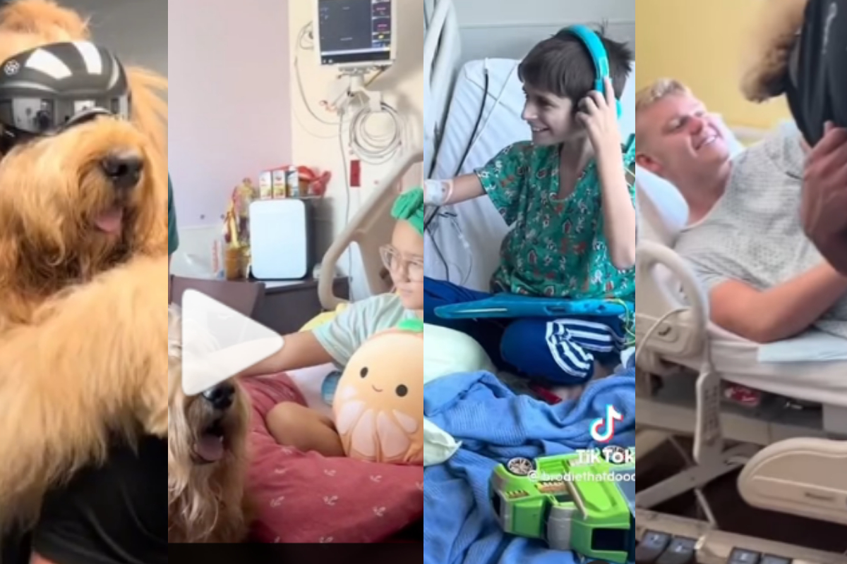 Goldendoodle hospital