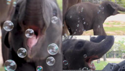 Baby elephant playing with bubbles goes viral; many lessons for elephant