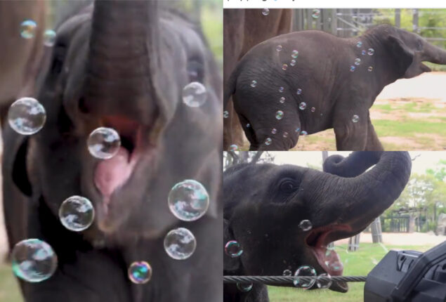 Baby elephant playing with bubbles goes viral; many lessons for elephant