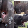Baby elephant playing with bubbles goes viral; many lessons for elephant