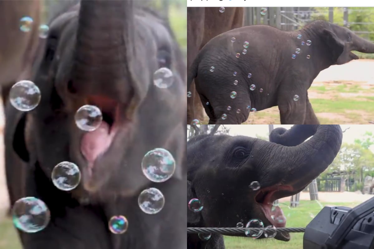 Baby elephant playing