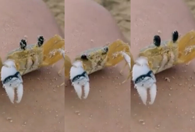 Netizens mesmerised by a crab wiping its eyes