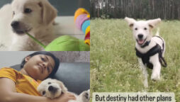 Golden Retriever’s previous owners had to give him up; watch viral