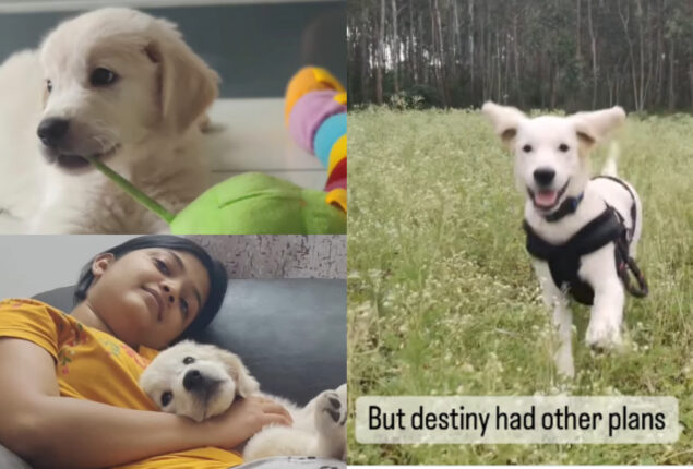 Golden Retriever’s previous owners had to give him up; watch viral