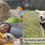 Golden Retriever’s previous owners had to give him up; watch viral