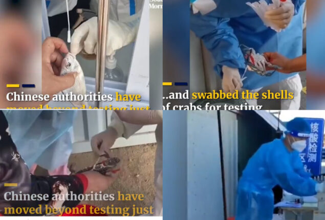 Humans, fish, and crabs are tested for COVID in China| Watch