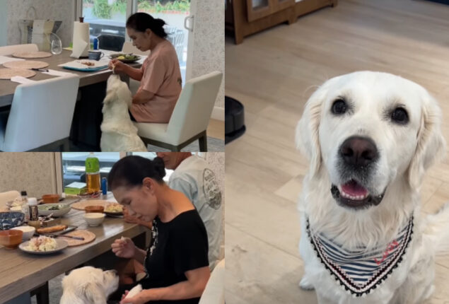 Sweet moments between grandma & Golden Retriever went viral; watch