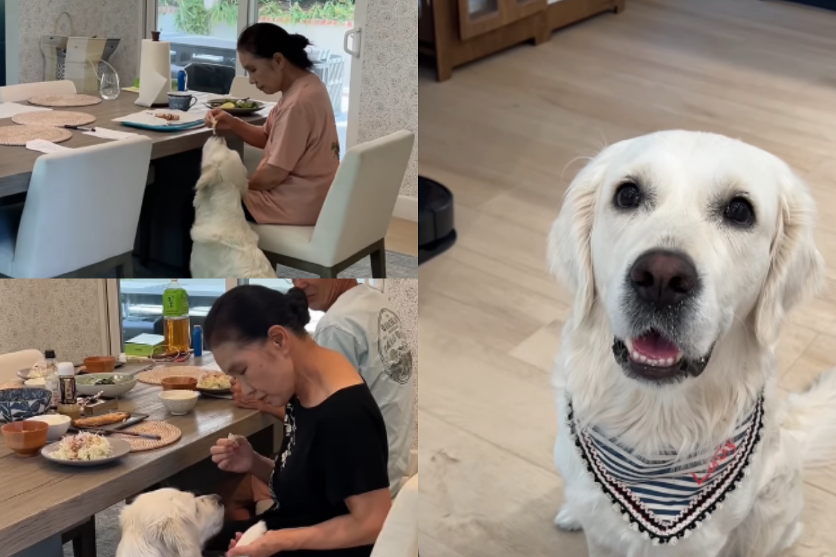 Golden Retriever Sweet moments