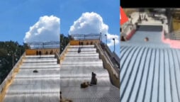 Michigan’s giant slide shut down after viral video; watch