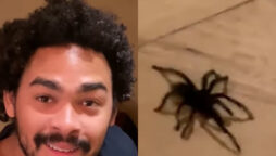 Will Smith sells his house after sighting a big spider; Watch