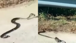 Video: Rat teaches a lesson to king cobra after saves its baby