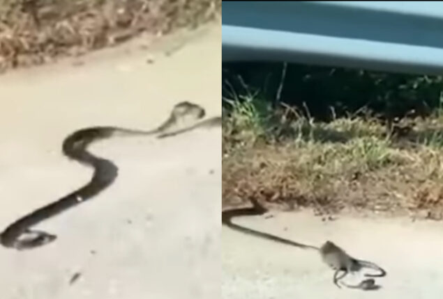 Video: Rat teaches a lesson to king cobra after saves its baby