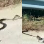 Video: Rat teaches a lesson to king cobra after saves its baby