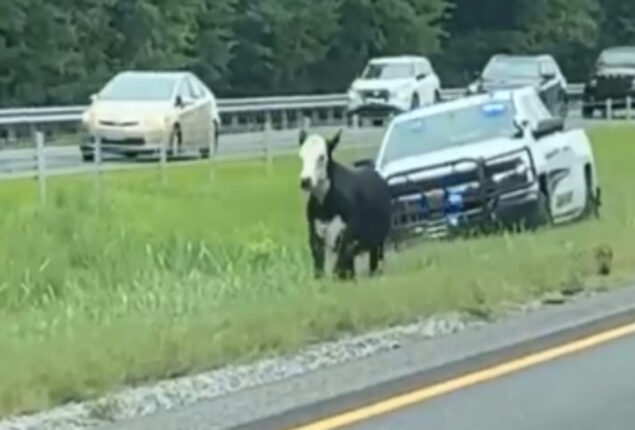Watch: Police follow cow along an Alabama highway
