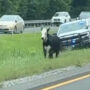 Watch: Police follow cow along an Alabama highway