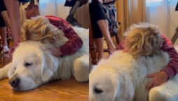 Viral Video: Golden Retriever sleeps as child pets and kisses it