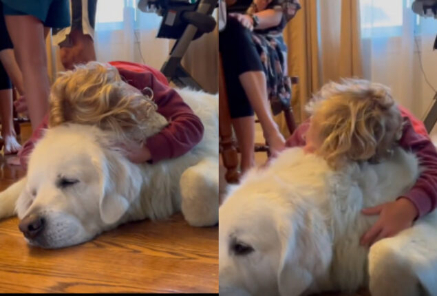 Viral Video: Golden Retriever sleeps as child pets and kisses it