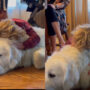 Viral Video: Golden Retriever sleeps as child pets and kisses it