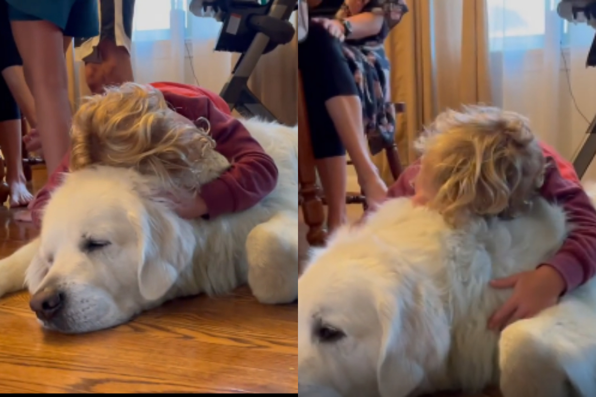 golden retriever