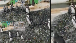 Penguins chase butterfly