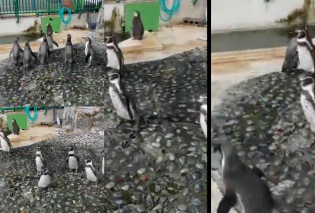 Penguins chase butterfly