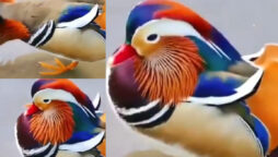 Multi-colored Mandarin duck