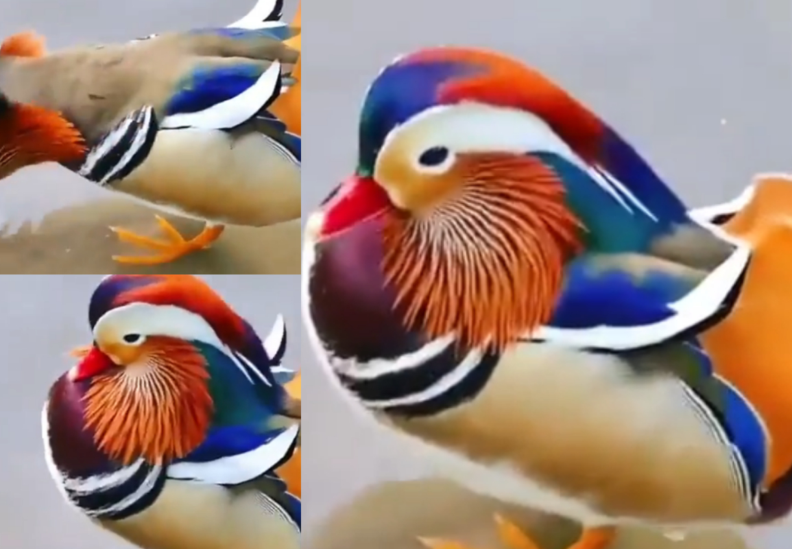 Multi-colored Mandarin duck