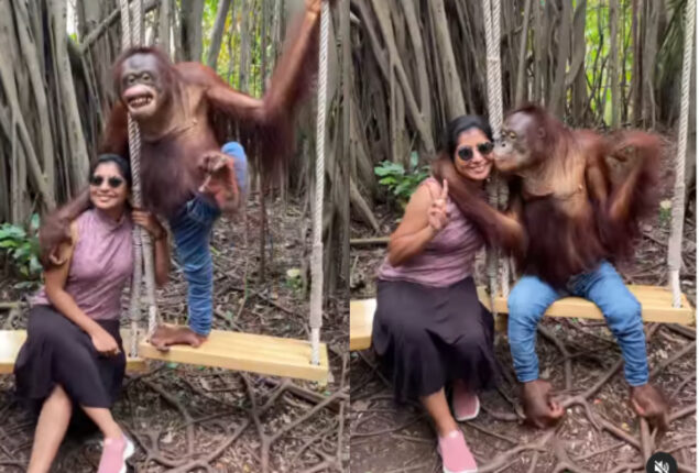 Chimpanzee in jeans kisses photographer