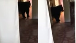 Black bear