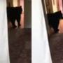 Black bear enters Connecticut home and steals snacks