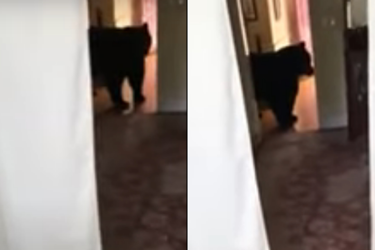 Black bear