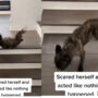 video goes viral after scared dog falls down the stairs; Watch