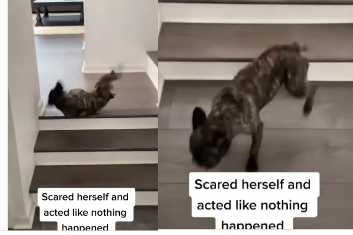 Scared dog