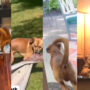 Rescue dog assists his family with daily activities; watch
