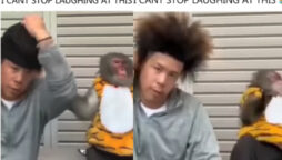 Viral video: Monkey scared when man reveals his crazy hairstyle