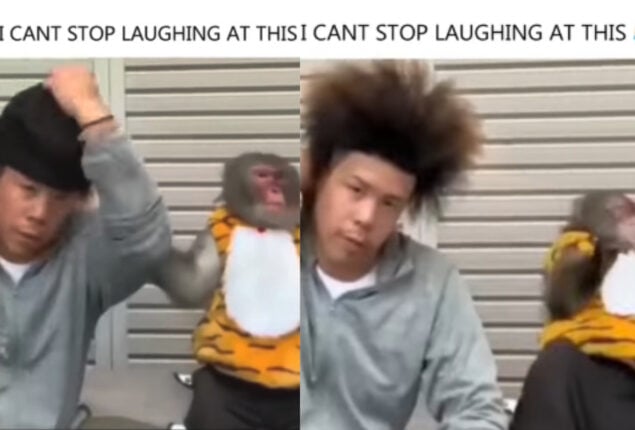 Viral video: Monkey scared when man reveals his crazy hairstyle
