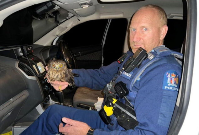 New Zealand police give little owl a ride