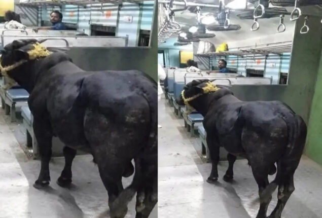 Watch: Bull travels from Jharkhand to Bihar on passenger train