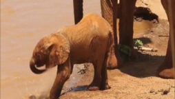 Watch: Baby Elephant tries to drinking water with its trunk goes viral